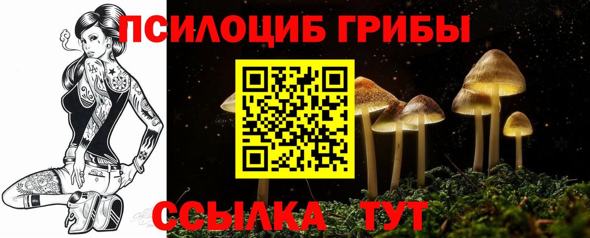 Камышин  Псилоцибиновые грибы Cubensis  Вход с VPN 